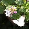 昆虫スイング　蝶の育ち方
