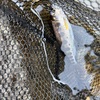 チビアマゴでも釣れて嬉しい