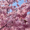 淀の河津桜