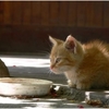 韓国「動物保護法通過にもそっぽ向かれた野良猫」