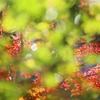 嵐山・紅葉＃８－４