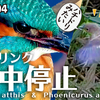 1204【ジョウビタキがホバリング!ハチドリみたいにカワセミも】迷鳥オカヨシガモの飛翔。マガモの求愛と浮気？カモの威嚇。小さな猛禽モズに鳩日向ぼっこ【 #今日撮り野鳥動画まとめ 】 #身近な生き物語