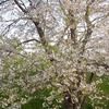 【桑折お散歩録】桃の花の満開はもうすぐ！！