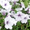 ペチュニア（Petunia）の花