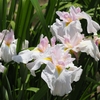 満開の卯辰山花菖蒲園「後編」