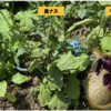 夏野菜　ナスビ10【千両ナス苗を収穫】