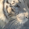 🐯東武動物公園でホワイトタイガーと年賀状写真撮影📷