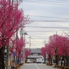 寒緋桜が咲いている