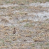 アフリカスナバシリ Temminck's Courser