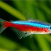 カージナルテトラ｜Cardinal Tetra｜Paracheirodon axelrodi 