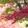 紅葉の三滝寺　そのものを