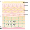 ターンオーバーとは？