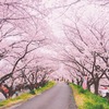大阪の桜の名所から穴場の公園まで15選　お花見の心得