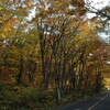 大山環状道路の紅葉二ノ沢三ノ沢付近・・・・２０１０年１１月８日