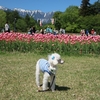 【犬連れ日帰りドライブ】【国営アルプスあづみの公園(堀金・穂高地区)】長野県 安曇野市