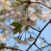 夏のような日差しの下、桜を求めて。。。