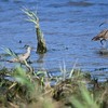 ホウロクシギとオオソリハシシギ