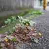  年金相談と近所の公園で写真