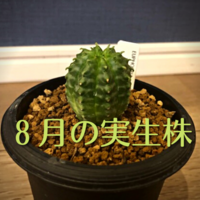 購入してから1年半。亀甲竜の成長の様子がすごい件について