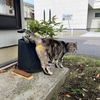 猫の洗い方を勉強する