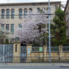 京都の桜2016・廃校する淳風小学校