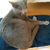 【断酒１７１日目】マスクして寝たら猫に殴られた