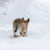 野うさぎ獲れた！