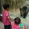 動物園のクマ
