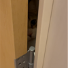 わざわざ扉の隙間から覗くきなこもち♪
