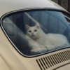 おひとりさまと猫の転勤⑥猫の引越し