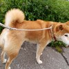 欠かせない朝の視察…