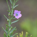 クーの風に吹かれて　３