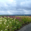 富良野のお花畑その1