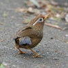 ２０２２年４月　舞岡公園にて野鳥観察