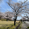 薬勝寺池公園の桜！