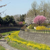 花一杯の昭和公園