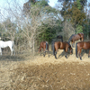 とある馬場の放牧風景