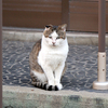 おかえりなさい猫