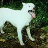 愛犬
