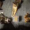 猫の手は貸して貰えない。
