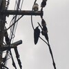 雨のなか遊んでいるようなカラス