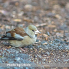 きょうの野鳥　シメ