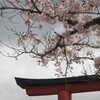 若宮大路の桜