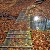 落ち葉の中の木道を歩く