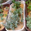🌵雨の日の多肉植物②　木立プレビフォリウム他🌵