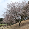 コース内の桜