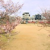 2017年桜の開花　志度線沖松島駅近くにある公園の桜では