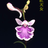 今日の花（2012.5.3）