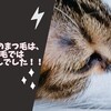 猫ちゃんのまつ毛は、まつ毛ではありませんでした！！