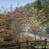 羊山公園で芝桜♪（埼玉県秩父市・公園内を行く）